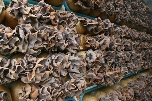 Pepeiao Mushrooms