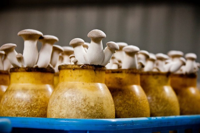 Hamakua Mushrooms