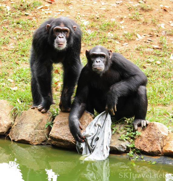 playful chimps