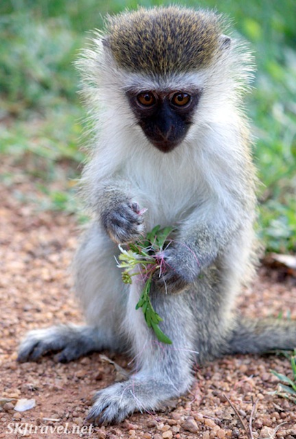  Vervet monkey with a bouquet of weeds on the UWEC grounds