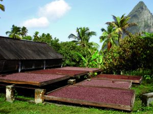 Hotel Chocolat Cocoa Farm
