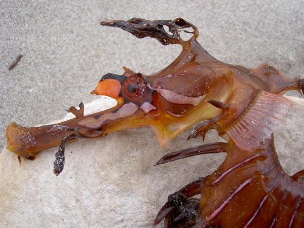 leady sea dragon