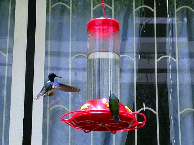 Hummingbirds at Yerette