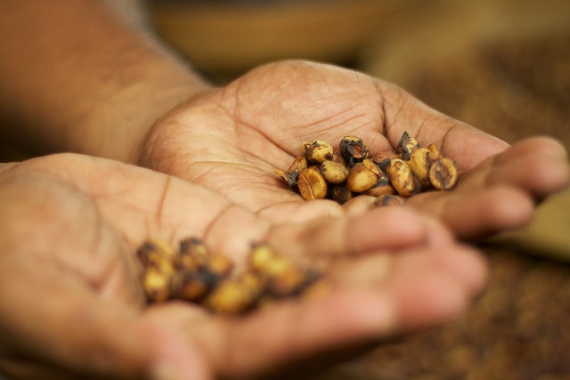 luwak coffee beans