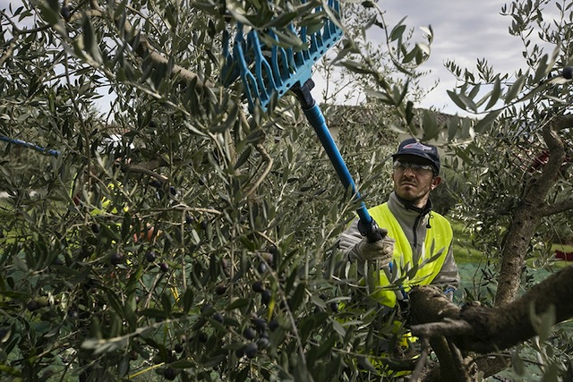 olive picking 