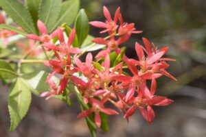 Australian Christmas bush.