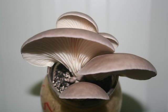 abalone oyster mushrooms
