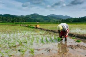 A man planting rice in the Philippines.