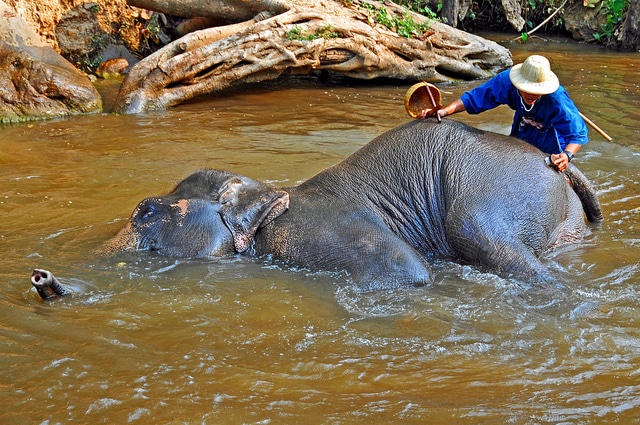 bathing an elephant 