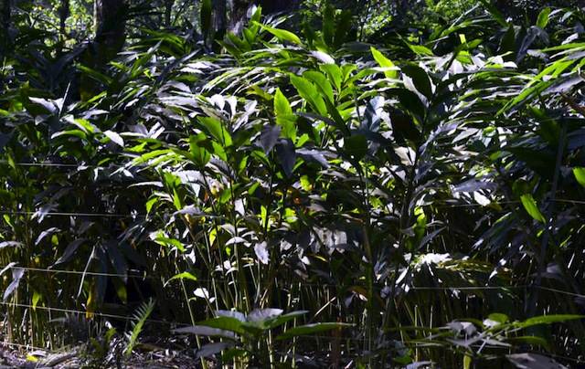 cardamom plantation
