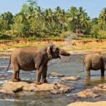 Elephant herd in a river in Thailand.