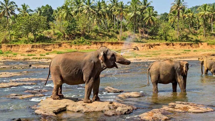 Elephant herd in a river in Thailand.