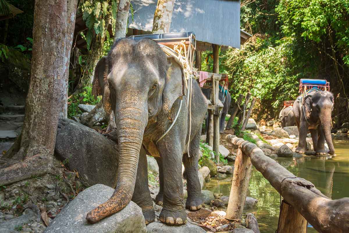 Elephants resting before the tours in Thailand.