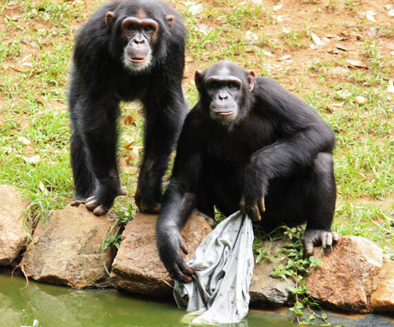 playful chimps