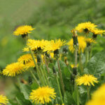 Yellow dandelion flowers.