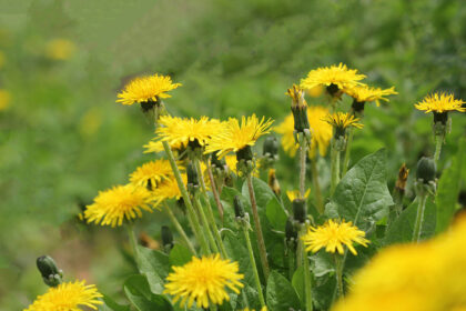 Yellow dandelion flowers.