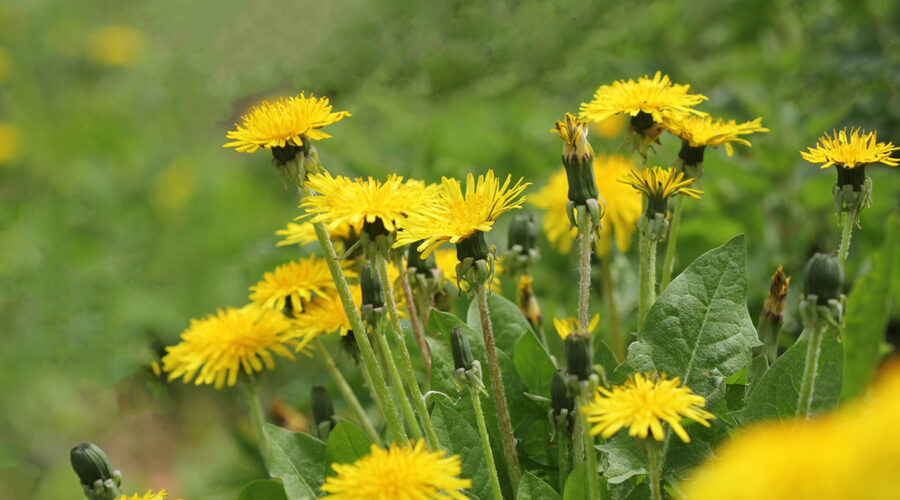 Yellow dandelion flowers.
