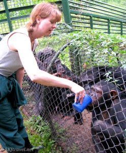 Feeding the chimps breakfast porridge at the UWEC as they transition from their night enclosure to the daytime island