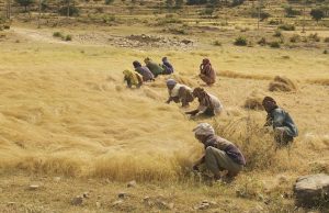 teff harvest ethiopia
