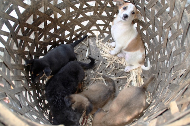 Puppies sold as pets are commonly found in barrels