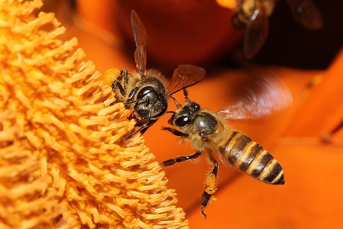 Wild Honey Bee