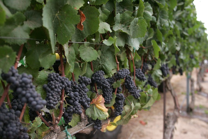 pinor noir vines 