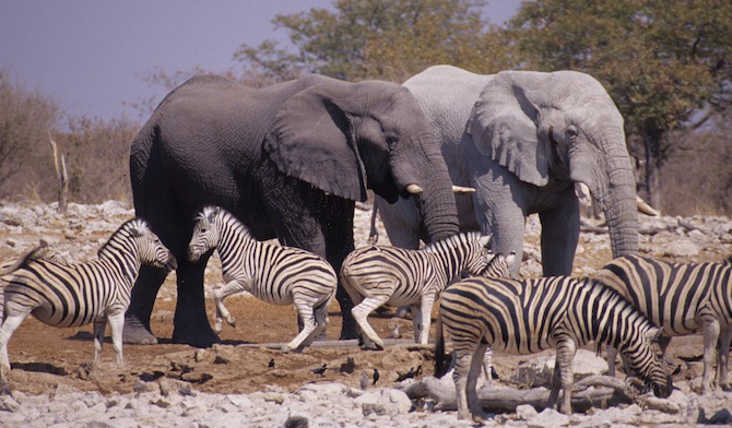 zebra and elephants 