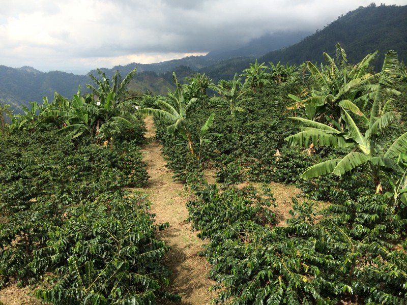 Exploring Jamaica Blue Mountain Coffee Epicure Culture Exploring Jamaica Blue Mountain Coffee Epicure Culture