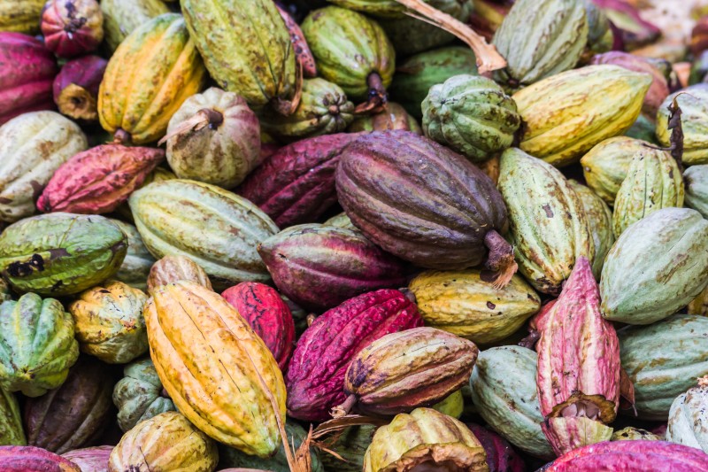 Cocoa pods. Photo courtesy of Pierre-Yves Babelon via Shutterstock.