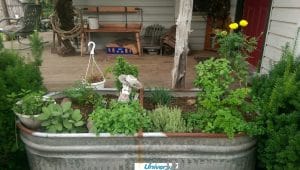 Herb Garden at the Ranch. Photo courtesy of Buck Valley Ranch.