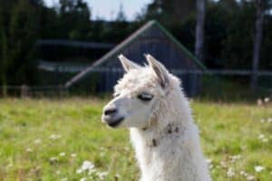A close up photo of a llama on the field near a farm.