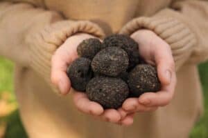 Woman holding fresh truffles in hands outdoors.