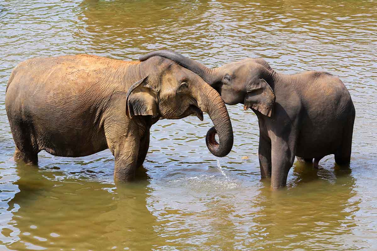 Baby elephant hugging mother with trunk.