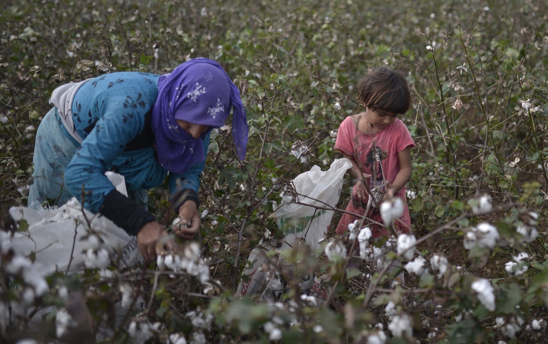 Syrian refugees working in cotton fields in Antalya, Turkey. Photo courtesy of Orlok via Shutterstock