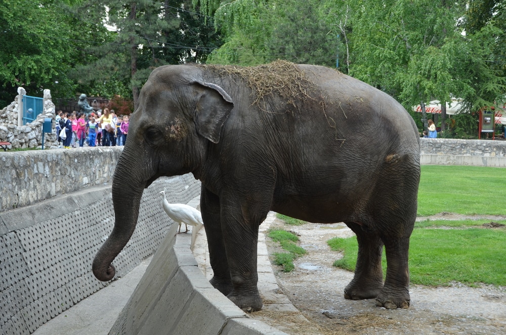elephants in zoos
