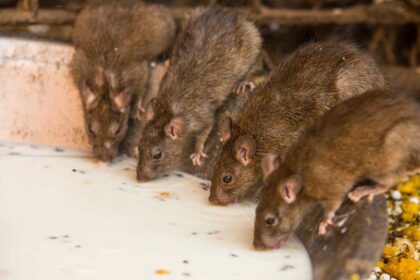 Rats drinking milk at Karni Mata Temple.