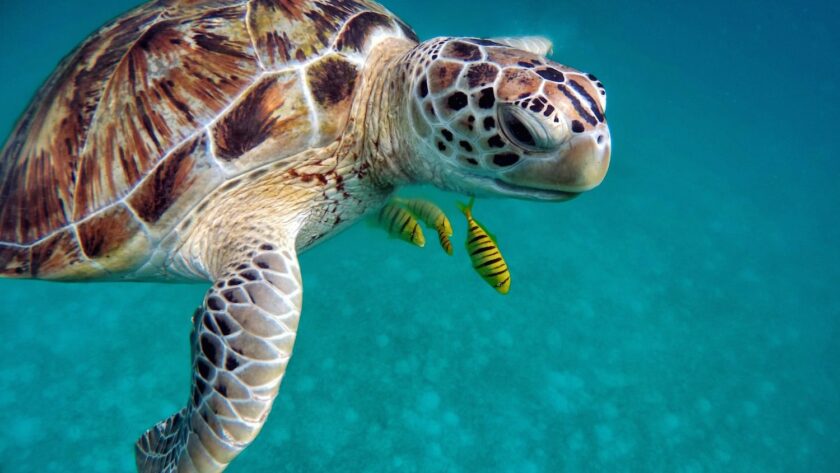 sea turtle conservation