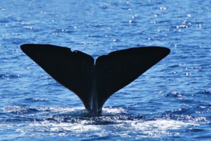whales Azores