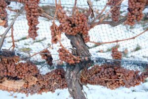 A close up photo of ice wine grapes in Quebec, Canada.