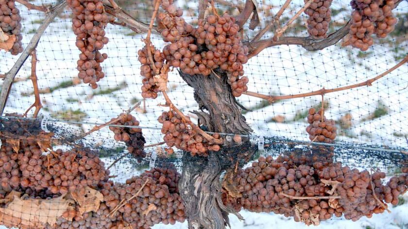 A close up photo of ice wine grapes in Quebec, Canada.