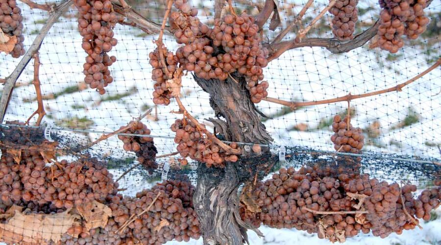 A close up photo of ice wine grapes in Quebec, Canada.
