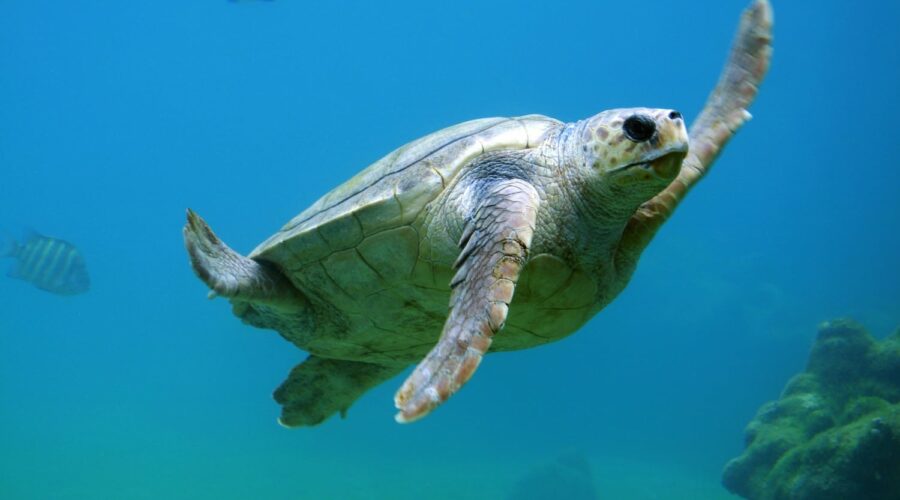 turtle conservation