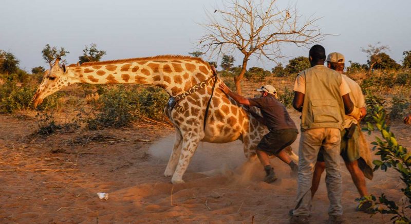Conservation safaris, tagging a giraffe