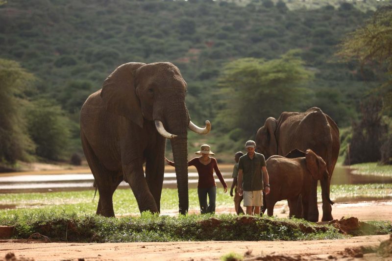 conservation safaris, elephants in Tanzania