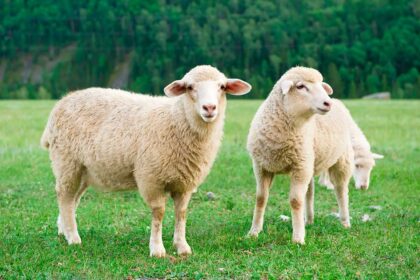 Sheeps in a California farm.