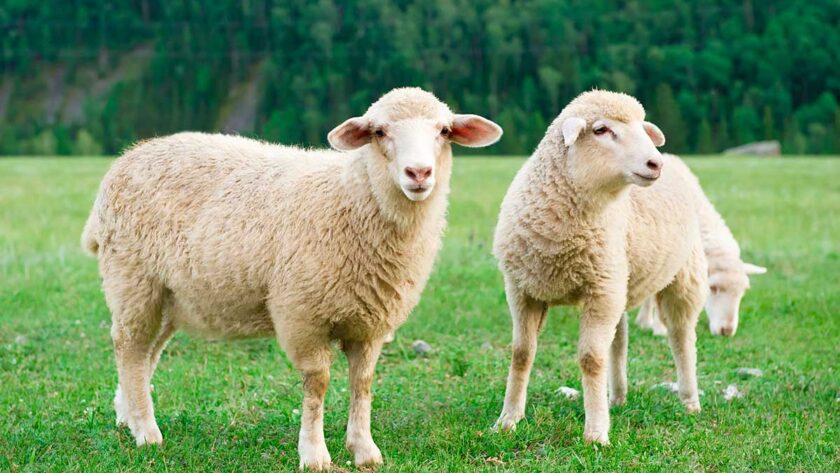 Sheeps in a California farm.