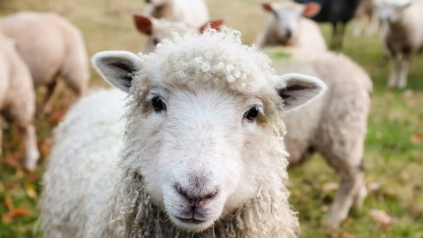 california farm stay with sheep