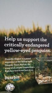 Yellow-eyed Penguin Conservation Efforts at the Dunedin Airport. Photo courtesy of Katie Foote.