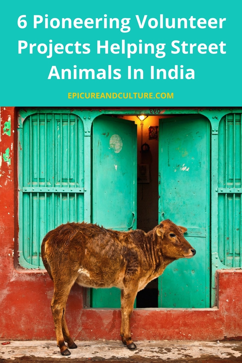 Street Animals in India: 6 Places To Volunteer and Make A Difference
