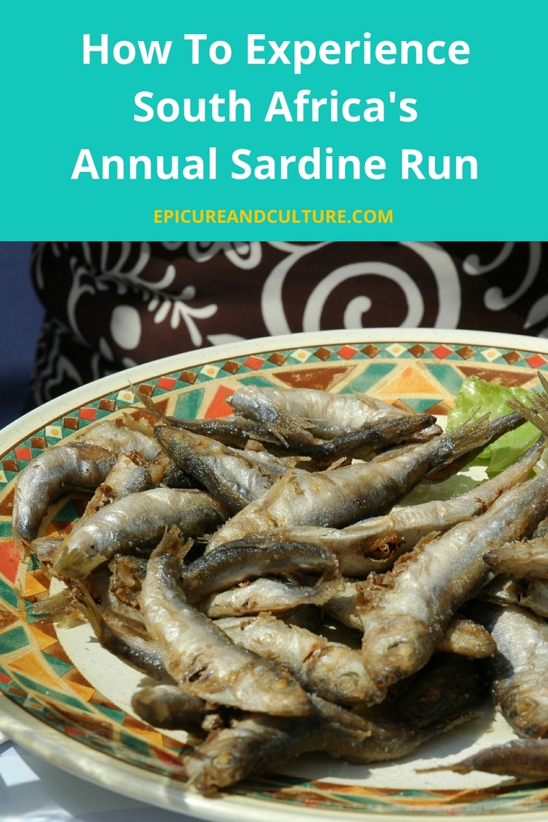 How To Experience South Africa's Annual Sardine Run